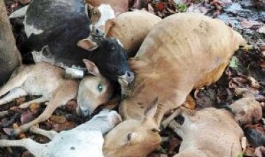 गाज से 9 मवेशियों की मौत