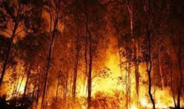 उत्तरी कैलिफोर्निया के जंगल की आग और फैली, हजारों लोगों को सुरक्षित स्थानों पर भेजा गया