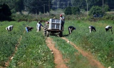 33 भारतीय खेतिहर मजदूरों को इटली पुलिस ने गुलामी से कराया मुक्त