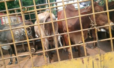 मवेशियों की धरपकड़ शुरू मालिकों को चेतावनी,11 मवेशियों को पकड़कर भेजा गया गौठान