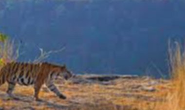 गोवा में होगी एमपी के पर्यटन स्थलों की चर्चा:पर्यटन के सम्पूर्ण विकास के लिए मध्यप्रदेश समेत सभी राज्य देंगे डेवलपमेंट प्लान