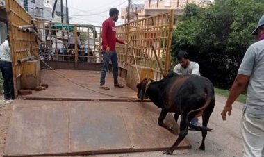  दुर्घटना से बचाने पहल : सड़कों पर बढ़ाई चौकसी, मवेशी दिखते ही पहुंच रही टीम