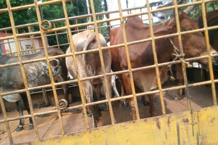 मवेशियों की धरपकड़ शुरू मालिकों को चेतावनी,11 मवेशियों को पकड़कर भेजा गया गौठान