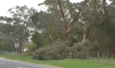 ऑस्ट्रेलिया में शक्तिशाली तूफान का कहर, एक महिला की मौत, हजारों घरों की बिजली गुल