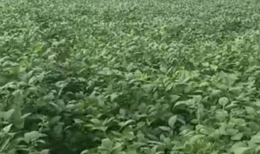 भारतीय किसान संघ का प्रदेशव्यापी धरना प्रदर्शन:सोयाबीन 6000,धान 3100,गेहूं 2700, मक्का 2500 रुपए प्रति क्विंटल खरीदी की मांग