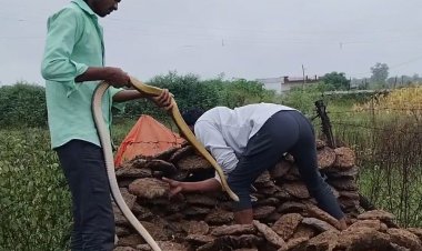 घर में घुसा आठ फीट लंबा सांप:परिवार के उड़ गए थे होश, तीन सर्प मित्रों ने मिलकर किया रेस्क्यू