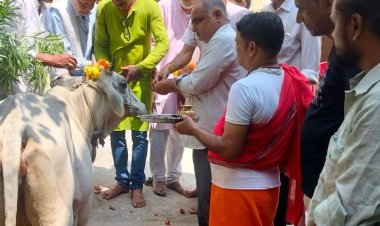 जागेश्वर धाम मंदिर में किया गौ पूजन:पूर्वजों की शांति के लिए कराया भंडारा, निराश्रित गोवंश को खिलाया हरा चारा और खीर पूरी