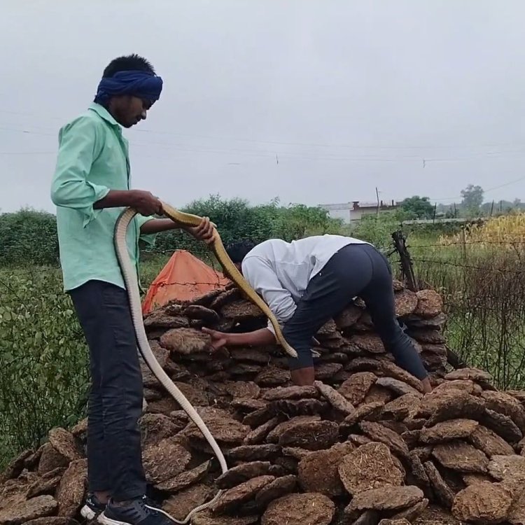 घर में घुसा आठ फीट लंबा सांप:परिवार के उड़ गए थे होश, तीन सर्प मित्रों ने मिलकर किया रेस्क्यू