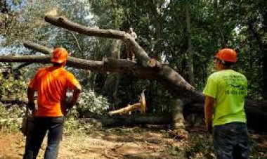 पेड़ों की अवैध कटाई, थाने में शिकायत