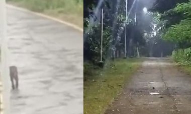 सागर यूनिवर्सिटी परिसर में तेंदुए का मूवमेंट, निगरानी जारी:3 जगहों पर दिखा तेंदुआ, परिसर में सुरक्षाकर्मी तैनात, रात में रहता है सन्नाटा