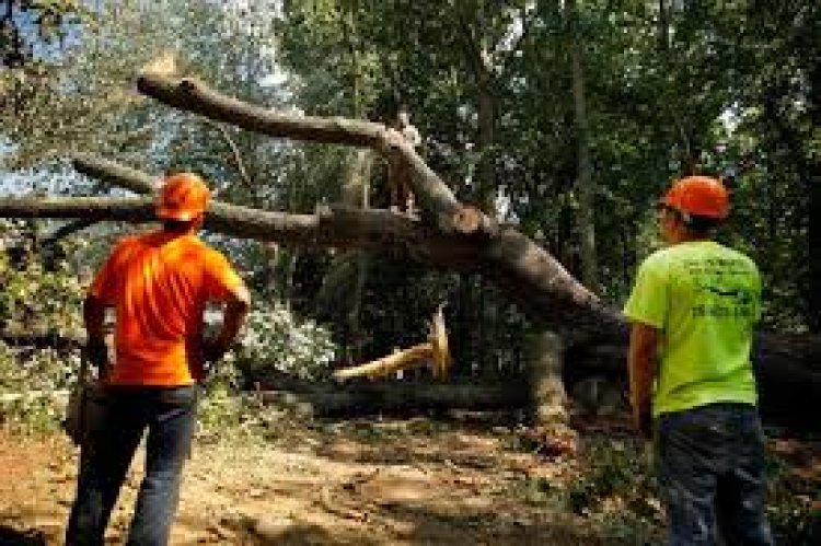 पेड़ों की अवैध कटाई, थाने में शिकायत