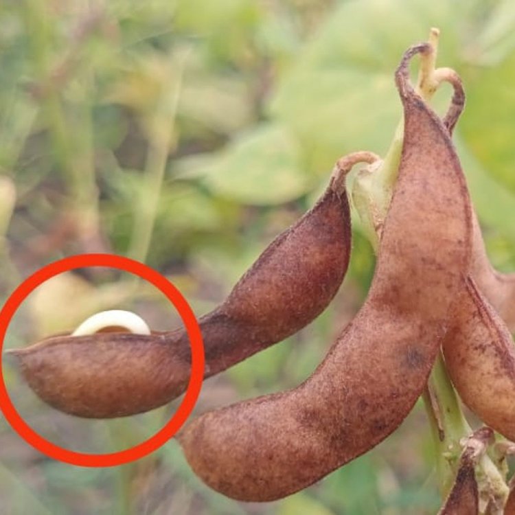 सोयाबीन की फसल पर बारिश का असर:इल्लियों का प्रकोप और पीलापन भी बढ़ा, किसानों नहीं मिल पा रही लागत