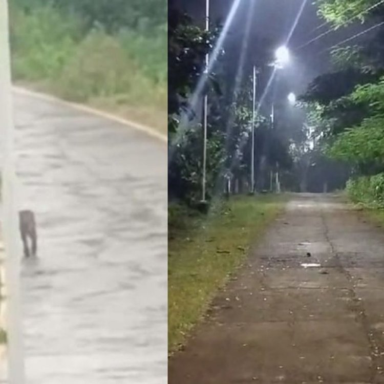 सागर यूनिवर्सिटी परिसर में तेंदुए का मूवमेंट, निगरानी जारी:3 जगहों पर दिखा तेंदुआ, परिसर में सुरक्षाकर्मी तैनात, रात में रहता है सन्नाटा