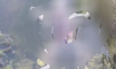 शहडोल के सोन नदी में मिला नवजात का शव:जरवाही पुल के नीचे तैरती मिली बॉडी, 3-4 दिन पहले हुआ था जन्म