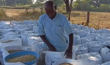 उमरिया में 2 दिसंबर से होगी धान खरीदी:42 केंद्रों में 24 हजार किसान करेंगे विक्रय, तैयारियों में जुटा जिला प्रशासन