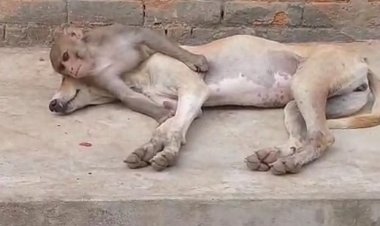 पन्ना में बंदर और कुत्ते के दोस्ती का वीडियो वायरल:हमेशा साथ रहते, खाना भी खाते; ग्रामीणों ने वन विभाग को पकड़ने से मना किया