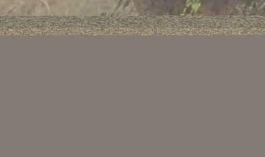 पेंच पार्क में शिकार ले जाती स्पॉट हुई बाघिन:वाइल्ड लाइफ फोटोग्राफर ने सोशल मीडिया पर शेयर किया वीडियो