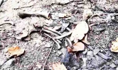 नुकीले ठूंठ में गिरने से हुई थी हाथी शावक की मौत