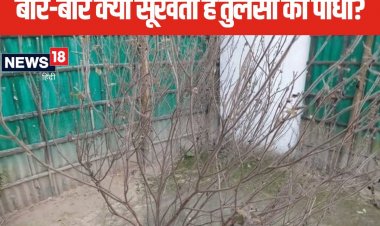 बार-बार सूख रहा है तुलसी का पौधा? इन संकेतों को न करें नजर अंदाज, करें उपाय