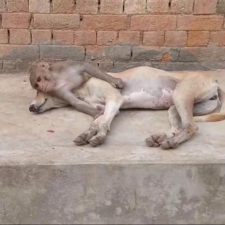 पन्ना में बंदर और कुत्ते के दोस्ती का वीडियो वायरल:हमेशा साथ रहते, खाना भी खाते; ग्रामीणों ने वन विभाग को पकड़ने से मना किया