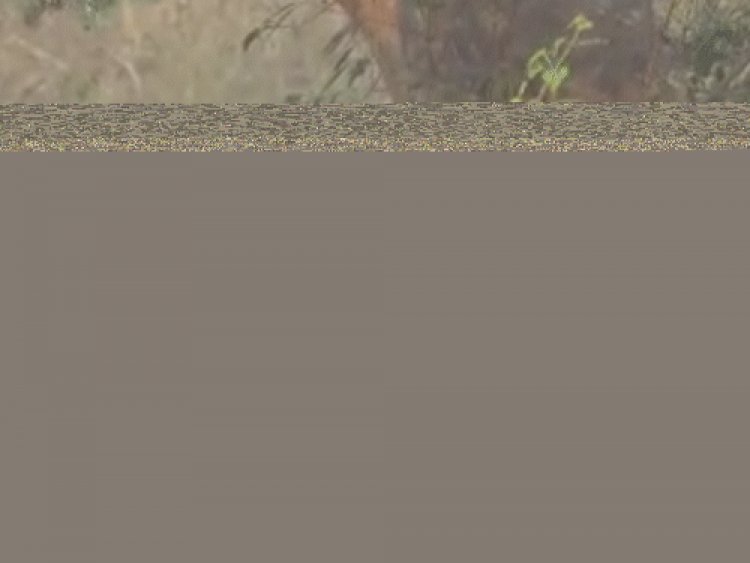 पेंच पार्क में शिकार ले जाती स्पॉट हुई बाघिन:वाइल्ड लाइफ फोटोग्राफर ने सोशल मीडिया पर शेयर किया वीडियो