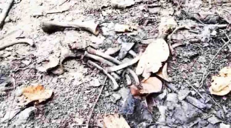 नुकीले ठूंठ में गिरने से हुई थी हाथी शावक की मौत