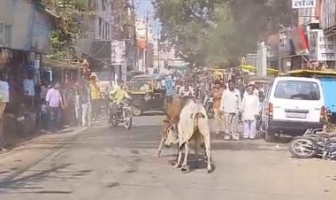 शाजापुर की सड़क पर लड़े सांड़, कई वाहन चालक घायल:करीब आधा घंटे तक रहा दहशत का माहौल, जान बचाने के लिए भागते दिखे राहगीर