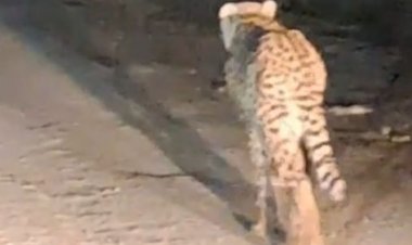 3 दिन बाद चीता वायु ने बदला ठिकाना:शिकार किया; स्टेडियम में दिखा, कूनो के बफर जोन में पहुंचा