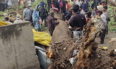 धार में अचानक गिरा पेड़, महिला की मौत, VIDEO:दो लोग घायल, कई वाहन हुए क्षतिग्रस्त; घटना सीसीटीवी में कैद