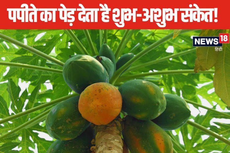 घर के सामने लगा है पपीते का पेड़? इसका होना देता है शुभ या अशुभ संकेत