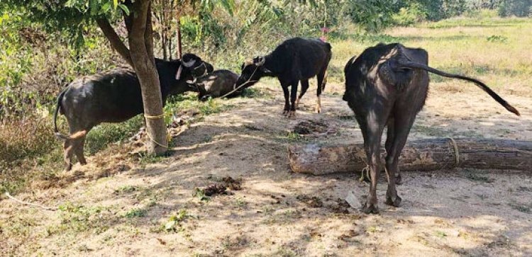 पुलिस को देख भागे तस्कर, पिकअप सहित 6 मवेशी बरामद