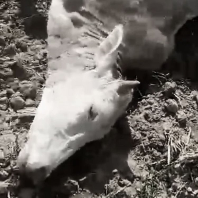 सिलवानी वन क्षेत्र के कई इलाकों में बाघ का मूवमेंट:पांच दिनों में चार मवेशियाें का शिकार किया; स्थानीय लोगों में दहशत