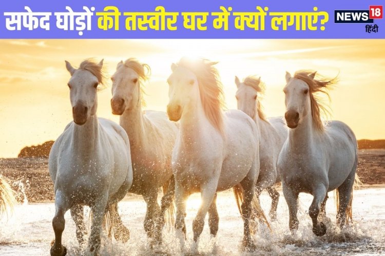 घर में क्यों लगाएं सफेद दौड़ते घोड़ों की तस्वीर? जानें लगाने की सही दिशा