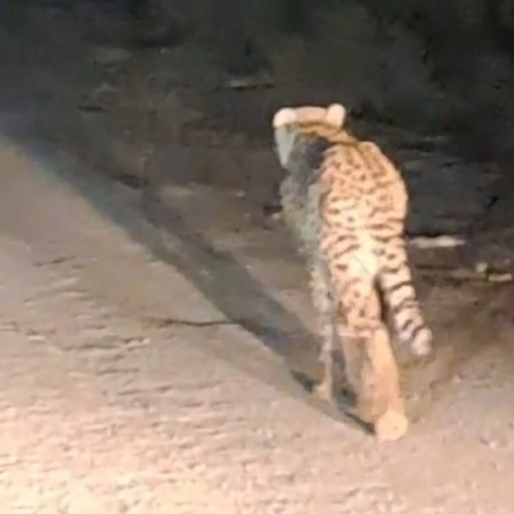 3 दिन बाद चीता वायु ने बदला ठिकाना:शिकार किया; स्टेडियम में दिखा, कूनो के बफर जोन में पहुंचा