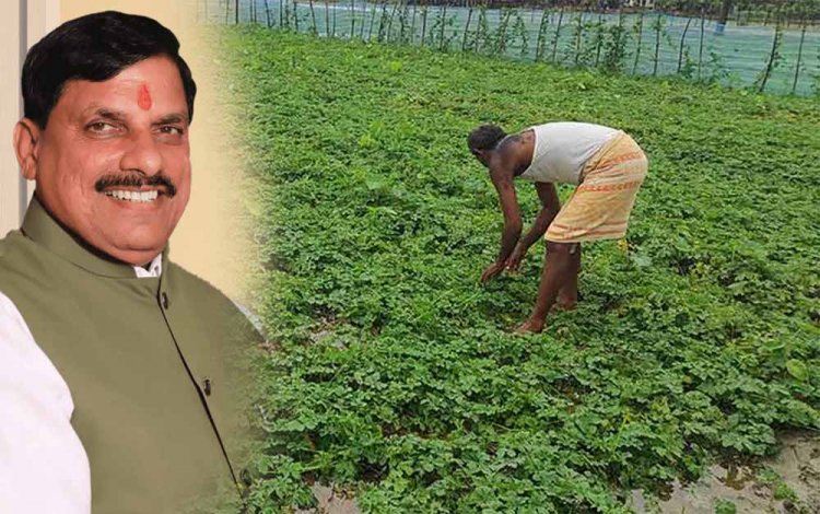 किसानों को दलहन और तिलहन उत्पादन के लिए भी करें प्रोत्साहित : मुख्यमंत्री डॉ. यादव