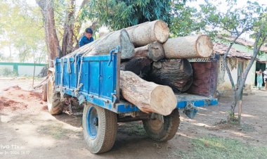 मिश्रित लकड़ी का अवैध परिवहन, जब्ती