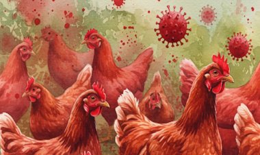 आंध्र प्रदेश: बड़ी संख्या में मुर्गियों की मौत के बाद पोल्ट्री किसानों को राज्य सरकार की चेतावनी