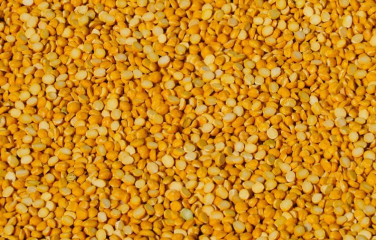 मोदी सरकार किसानों से एमएसपी पर खरीद रही तुअर दाल, पहले के मुकाबले तेजी दर्ज