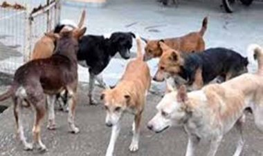 बारिश में स्ट्रीट डॉग्स हो जाते हैं आक्रामक, नगर निगम ने दी सावधानी बरतने की सलाह