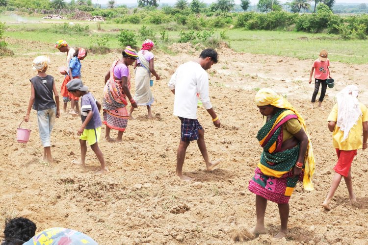 बस्तर में बुआई शुरू