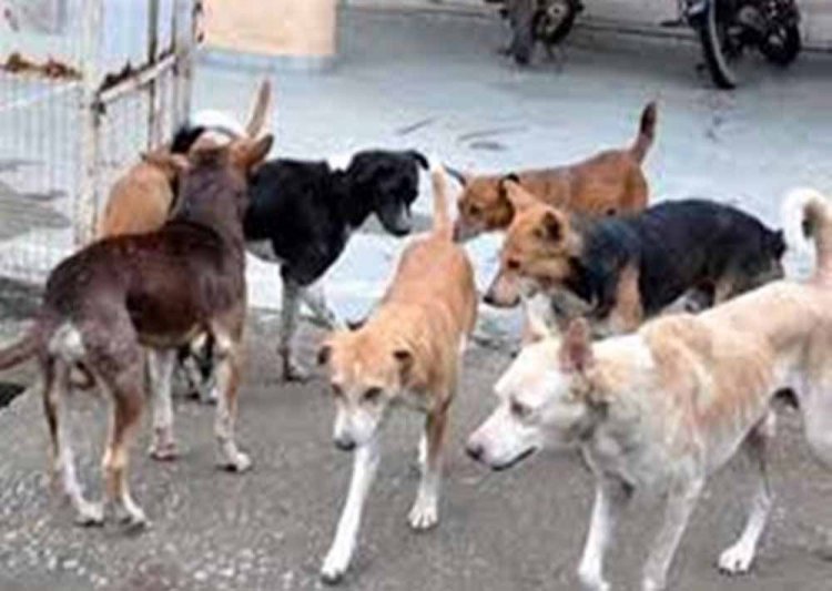 बारिश में स्ट्रीट डॉग्स हो जाते हैं आक्रामक, नगर निगम ने दी सावधानी बरतने की सलाह