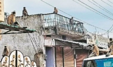 आवासीय कॉलोनियों में बंदरों का उत्पात