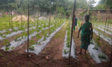 बस्तर में ‘बिहान’ से लखपति दीदी बनने की ओर अग्रसर महिलाएं