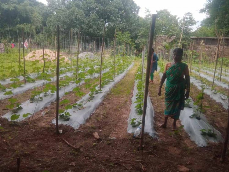 बस्तर में ‘बिहान’ से लखपति दीदी बनने की ओर अग्रसर महिलाएं