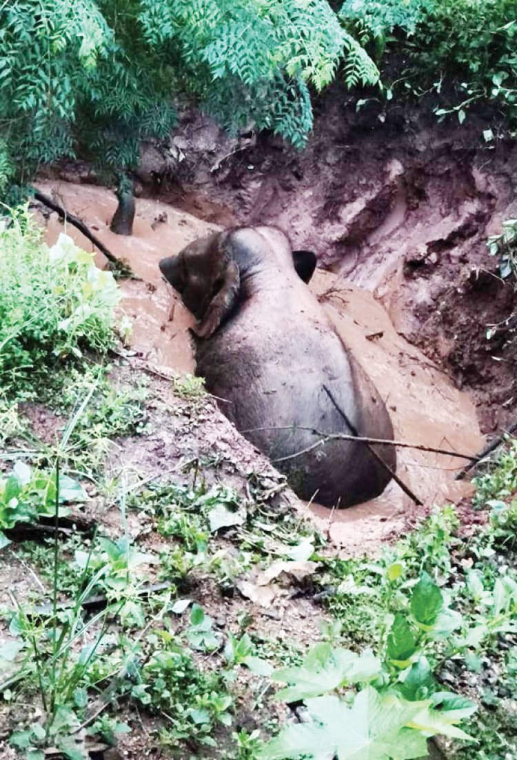 गड्ढे में गिरा हाथी, जेसीबी के सहारे रास्ता बना घंटों मशक्कत के बाद निकाला