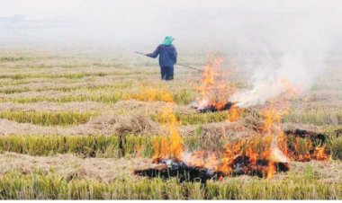 खेतों में धडल्ले से जल रही पराली, मैदानी अमला बेखबर