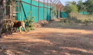 नस्ल सुधार कर बाघों का बढेगा कुनबा, एमपी और महाराष्ट्र से आएंगे बाघ-बाघिन