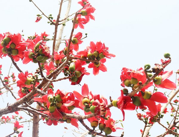 टेसू के चटकदार रंग से फागुन का आकर्षण बढ़ा